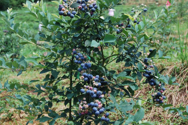 藍莓樹怎么種,水分澆足澆透肥料稀釋后再添加