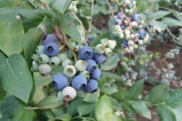 藍莓樹怎么種,水分澆足澆透肥料稀釋后再添加