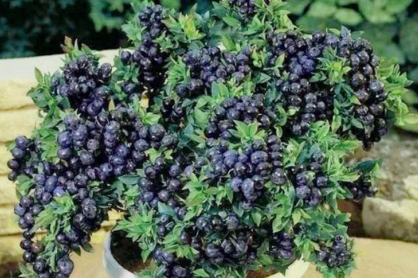 藍莓樹怎么種,水分澆足澆透肥料稀釋后再添加