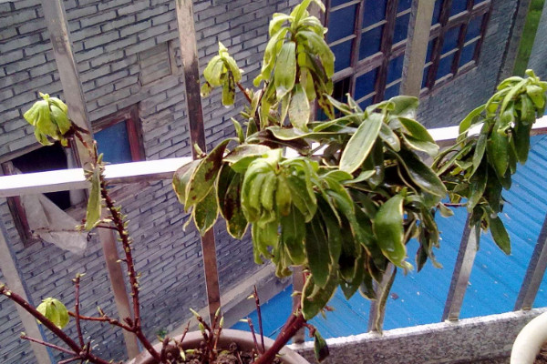 金邊瑞香葉子發(fā)黃,遮蔽強光提升適溫
