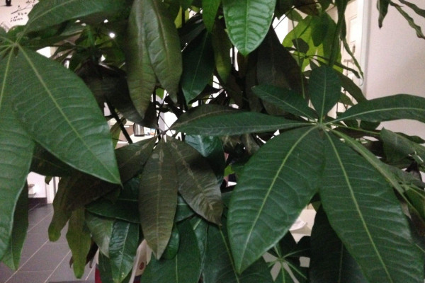 發(fā)財樹枝干變軟,及時更換土壤/控水控肥/殺菌除蟲