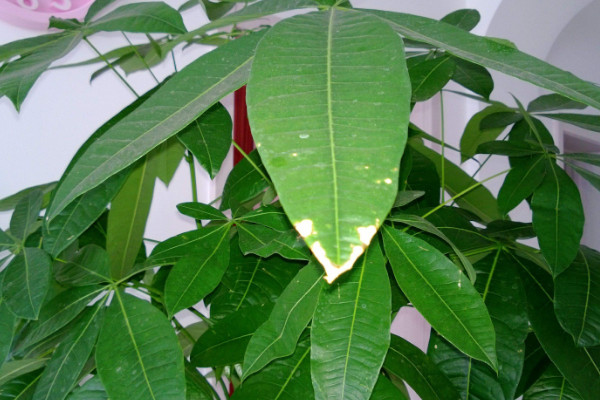 發(fā)財樹枝干變軟,及時更換土壤/控水控肥/殺菌除蟲