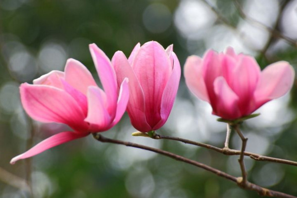 木蘭花花語(yǔ)是什么,高尚的靈魂、崇高的敬意