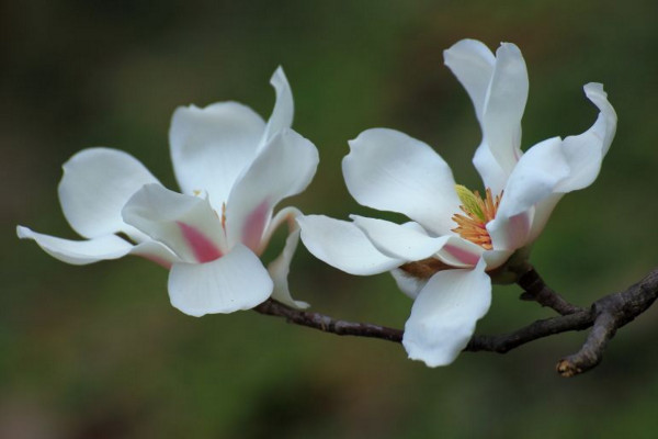 木蘭花花語(yǔ)是什么,高尚的靈魂、崇高的敬意