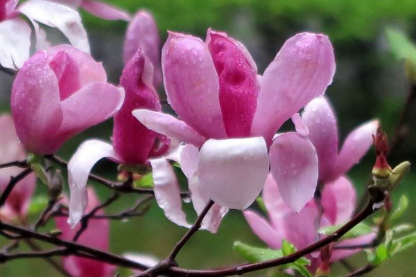 木蘭花花語(yǔ)是什么,高尚的靈魂、崇高的敬意