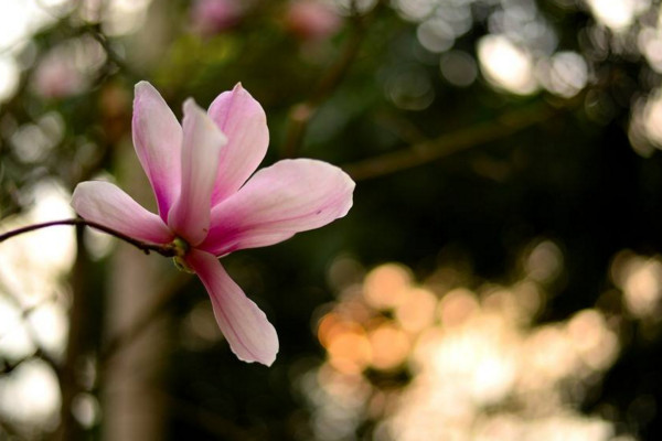木蘭花花語(yǔ)是什么,高尚的靈魂、崇高的敬意