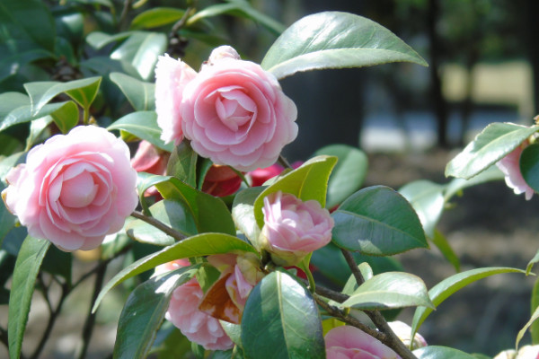 茶花種植方法及養護,穩定生長溫度在18~25℃之間