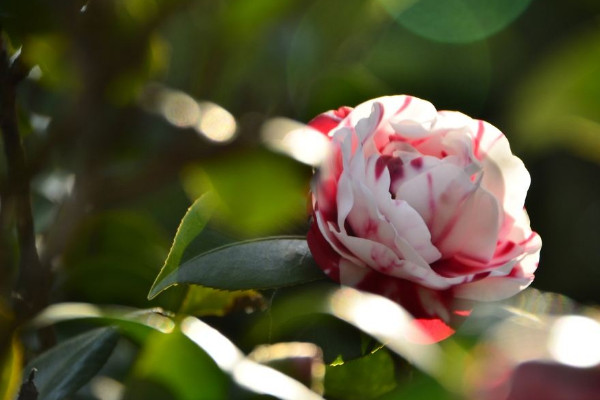 茶花種植方法及養護,穩定生長溫度在18~25℃之間
