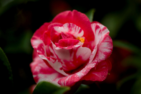 茶花種植方法及養護,穩定生長溫度在18~25℃之間