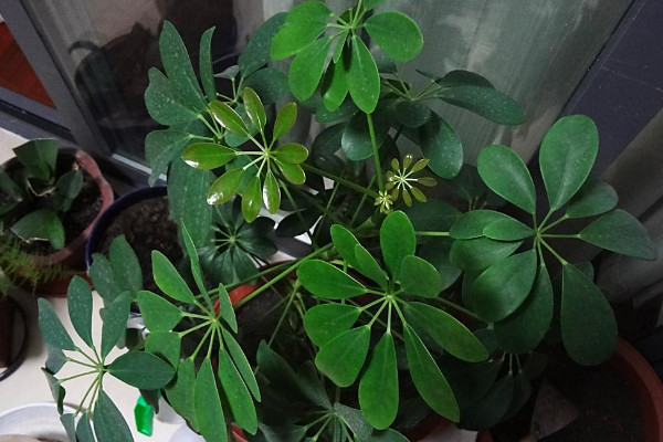 鴨腳木怎么養(yǎng)長得快,控溫控水/接受散射光/適量追肥