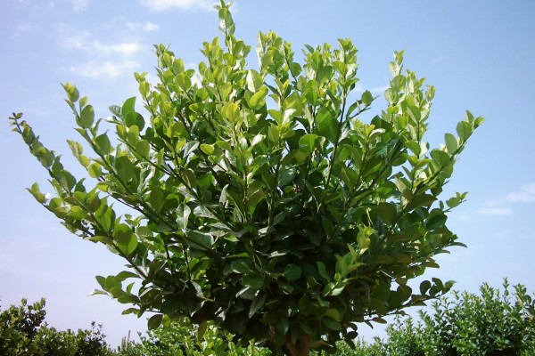 瓜子黃楊怎么養(yǎng),水肥足量灌溉及時補充