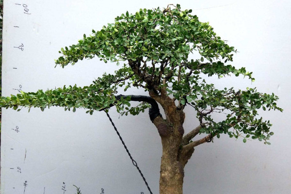 瓜子黃楊怎么養(yǎng),水肥足量灌溉及時補充