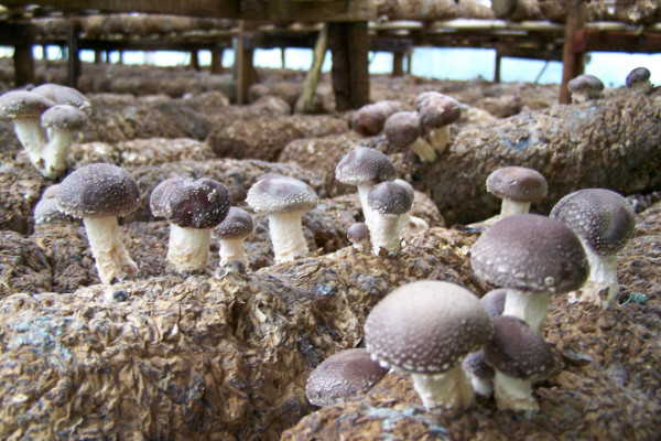 平菇栽培技術(shù),選擇保溫通風保濕透光的菇房栽培