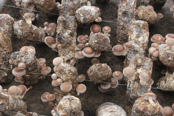 平菇栽培技術(shù),選擇保溫通風保濕透光的菇房栽培