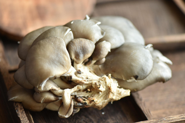 平菇栽培技術(shù),選擇保溫通風保濕透光的菇房栽培