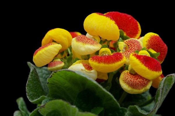 一月開什么花,荷包花/瓜葉菊/松紅梅/臘梅等