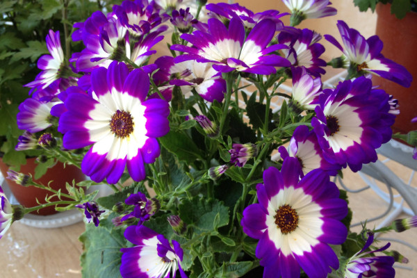 一月開什么花,荷包花/瓜葉菊/松紅梅/臘梅等