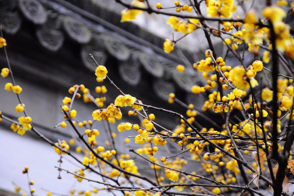 一月開什么花,荷包花/瓜葉菊/松紅梅/臘梅等