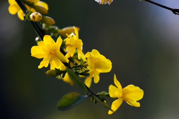 二月開什么花,水仙花/迎春花/獨占春/仙人指等