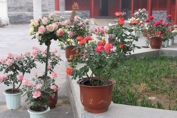 月季換盆后蔫了怎么辦,適當遮陰并控制澆水