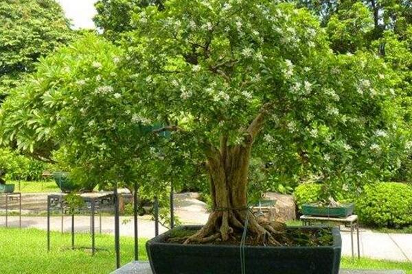 九里香開(kāi)花時(shí)間,在每年的4~8月綻放