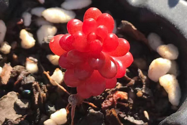 紅色漿果多肉怎么養,充足的光照以及合理的肥水