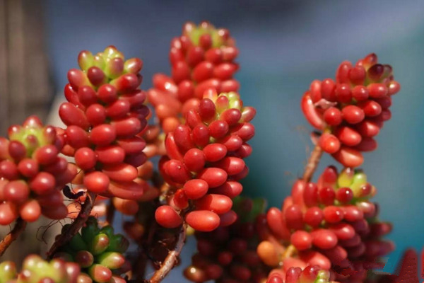 紅色漿果多肉怎么養,充足的光照以及合理的肥水