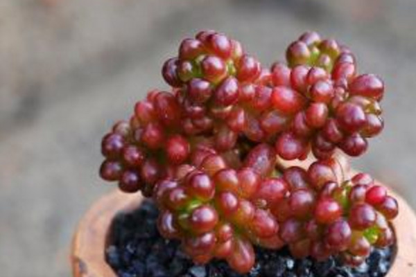 紅色漿果多肉怎么養,充足的光照以及合理的肥水