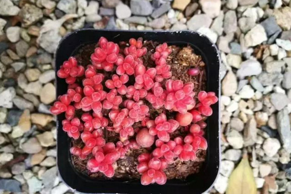 紅色漿果多肉怎么養,充足的光照以及合理的肥水