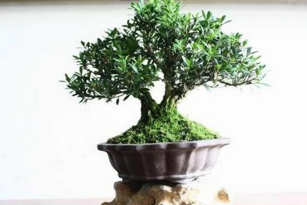 雀舌黃楊盆景怎么養(yǎng)護(hù),做好以下4點(diǎn)是關(guān)鍵