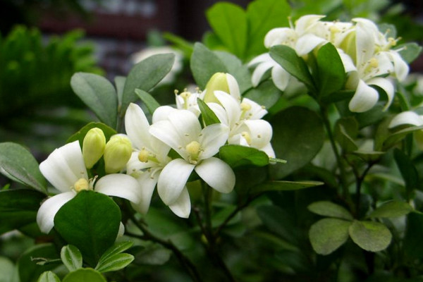 九里香快速粗枝,保證光照、養(yǎng)分充足