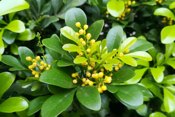 米蘭花的養殖方法,在20~25℃中接受10小時散射光照