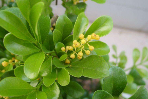 米蘭花的養殖方法,在20~25℃中接受10小時散射光照
