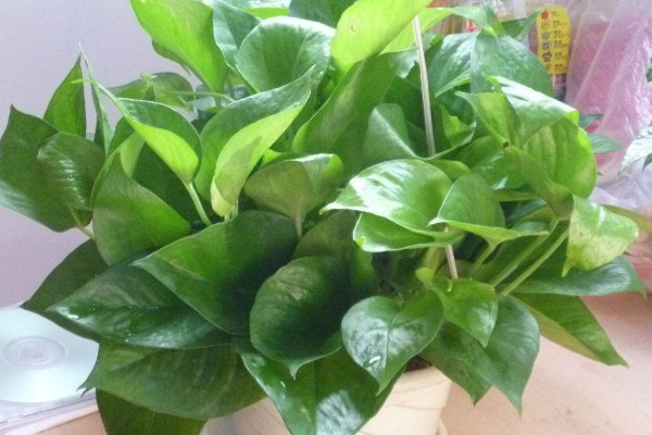 綠蘿施什么肥,氮鉀肥/有機肥/腐熟肥等等