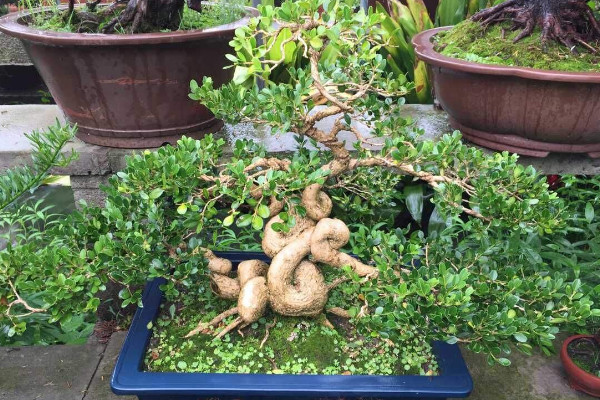 黃楊盆景的養(yǎng)護與管理,光照要充足給水要充沛