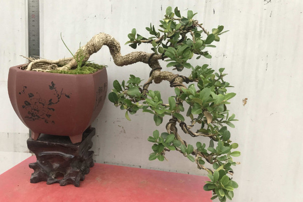 黃楊盆景的養(yǎng)護與管理,光照要充足給水要充沛