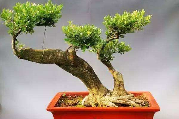 黃楊盆景的養(yǎng)護與管理,光照要充足給水要充沛