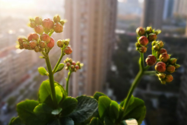 長壽花打頂與摘心方法,幼年摘心成苗打頂
