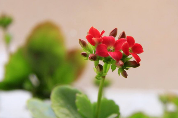 長壽花打頂與摘心方法,幼年摘心成苗打頂