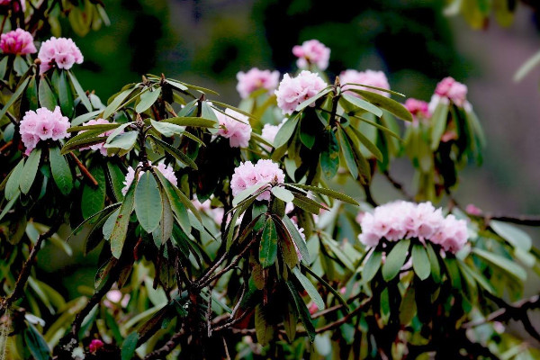 杜鵑花葉子發(fā)黑發(fā)焦,可能是養(yǎng)護方法出現(xiàn)問題