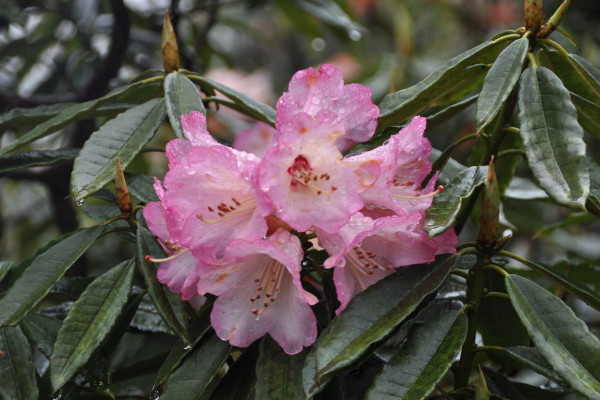 杜鵑花葉子發(fā)黑發(fā)焦,可能是養(yǎng)護方法出現(xiàn)問題