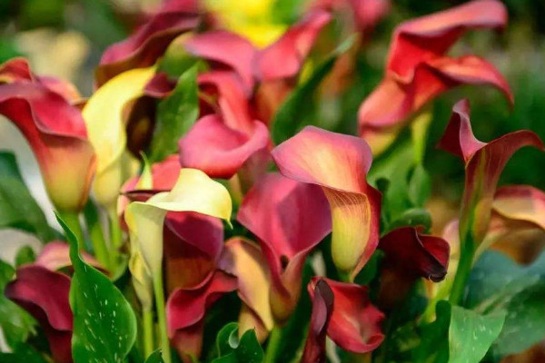 彩色馬蹄蓮為什么不能復(fù)花,品種特殊復(fù)花難度大