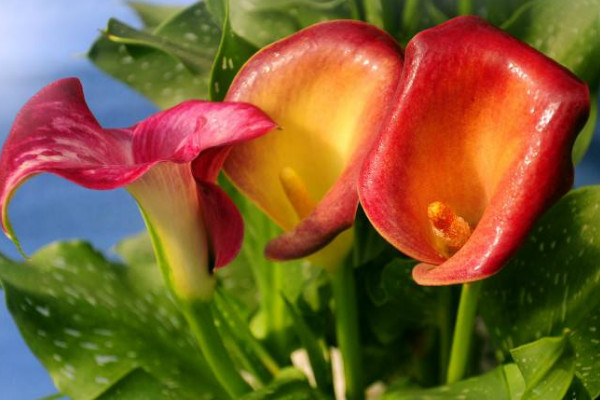 彩色馬蹄蓮為什么不能復(fù)花,品種特殊復(fù)花難度大