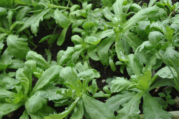 茼蒿種植時間和方法,春季2~5月或秋季7~9月種植