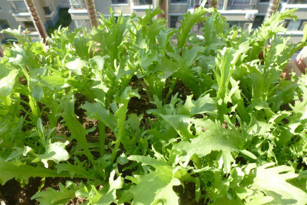 茼蒿種植時間和方法,春季2~5月或秋季7~9月種植