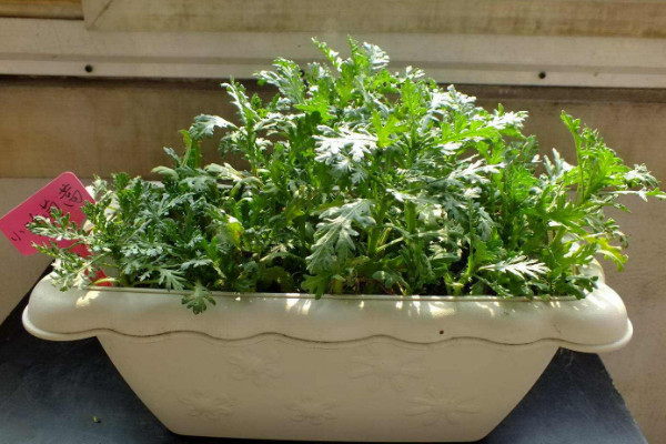 茼蒿種植時間和方法,春季2~5月或秋季7~9月種植