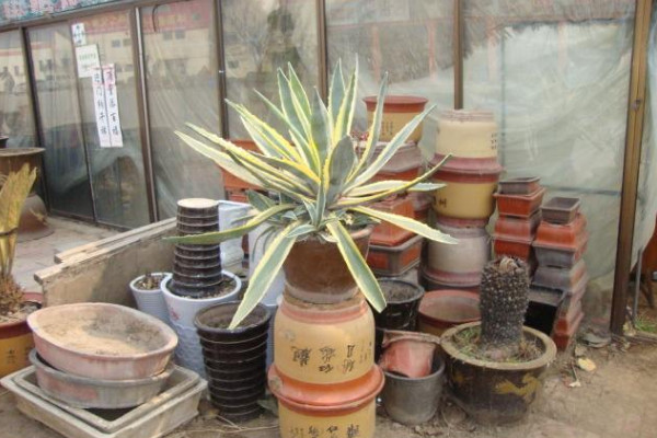 金邊龍舌蘭的養(yǎng)殖方法,做好以下5點(diǎn)是關(guān)鍵