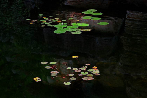 浮萍怎么養,4步教你養好浮萍