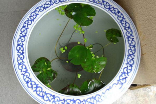 浮萍怎么養,4步教你養好浮萍
