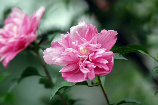 木槿怎么養(yǎng),總結(jié)木槿養(yǎng)殖5大要點